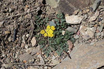 Lomatium sandbergii, photographed by Spencer Quayle