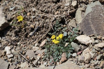 Lomatium sandbergii, photographed by Spencer Quayle