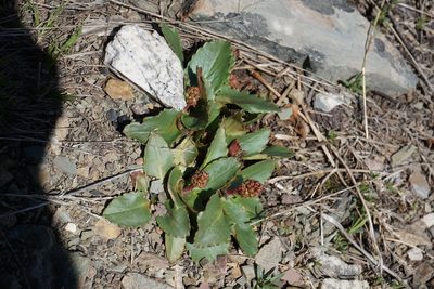 Micranthes occidentalis, photographed by Spencer Quayle