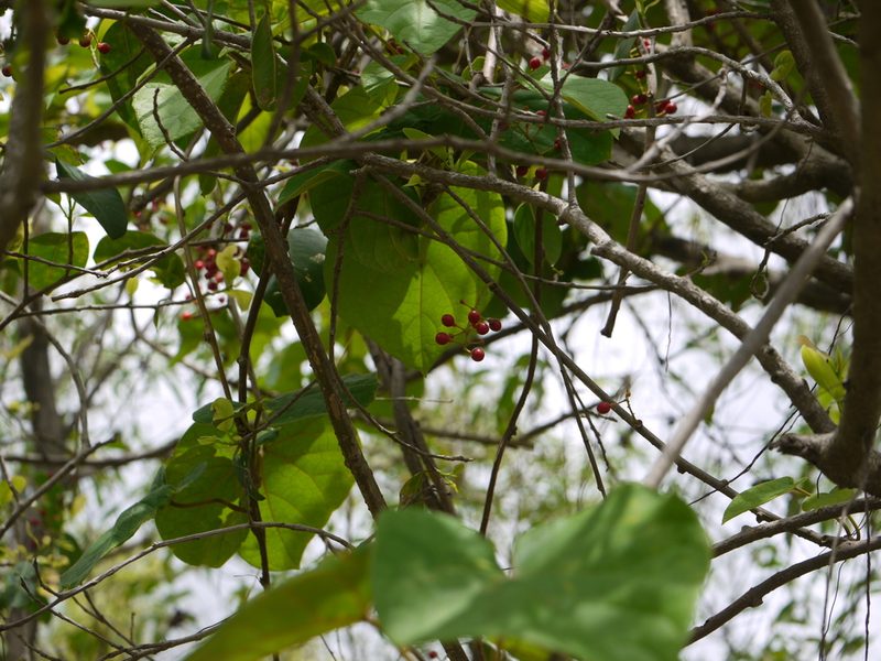 Tinospora sinensis, photographed by Dinesh Valke