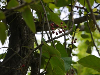 Tinospora sinensis, photographed by Dinesh Valke