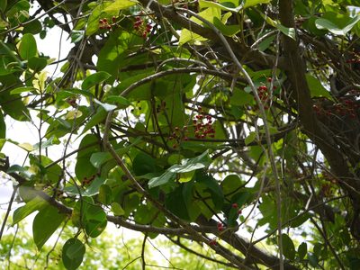 Tinospora sinensis, photographed by Dinesh Valke