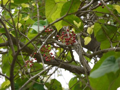 Tinospora sinensis, photographed by Dinesh Valke