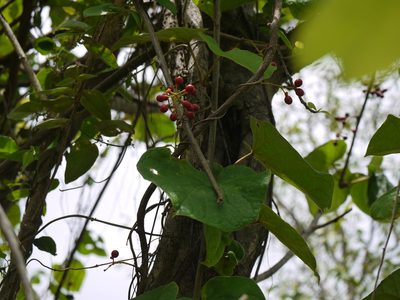 Tinospora sinensis, photographed by Dinesh Valke