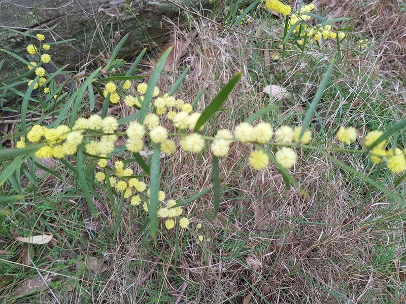Acacia stictophylla, photographed by ianrainbow