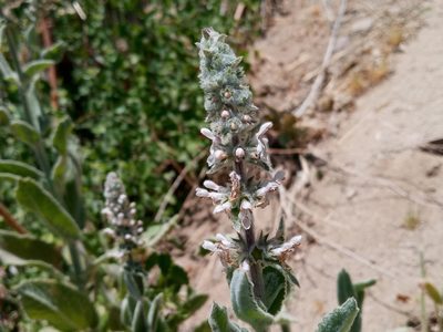 Stachys albens, photographed by Daniel S.