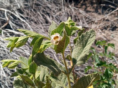 Lepechinia rossii, photographed by Daniel S.