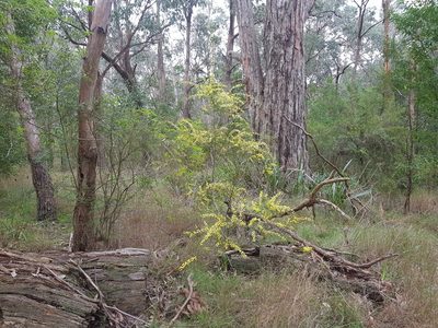 Acacia stictophylla, photographed by ianrainbow