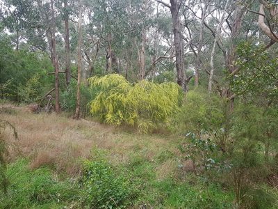 Acacia stictophylla, photographed by ianrainbow