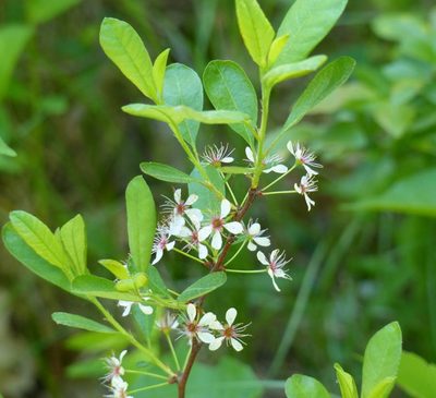 Prunus susquehanae, photographed by christine123