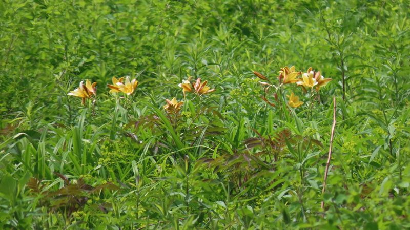 Hemerocallis dumortieri, photographed by Jason Swanson