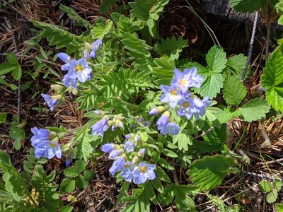Polemonium californicum, photographed by David Anderson