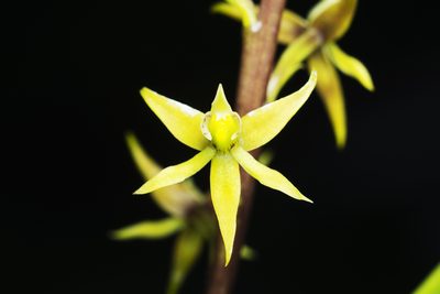 Prosthechea grammatoglossa, photographed by Daniel Mesa