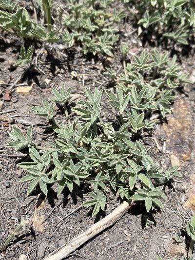 Trifolium gymnocarpon, photographed by Matt Berger