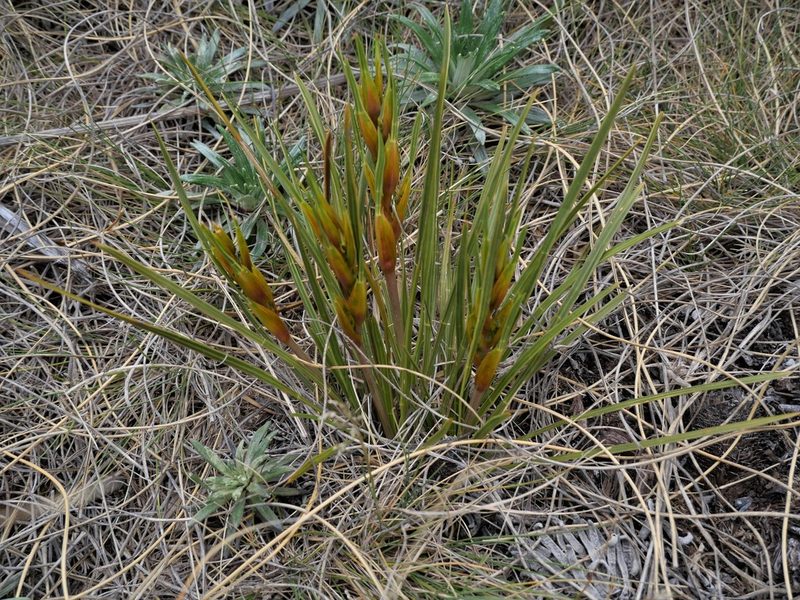 Aciphylla lyallii, photographed by Chris Close