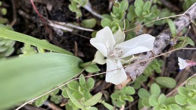 Calochortus minimus, photographed by Brendan Black