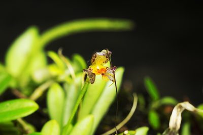 Masdevallia picturata, photographed by Daniel Mesa
