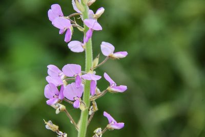 Desmodium illinoense, photographed by Jay Pruett