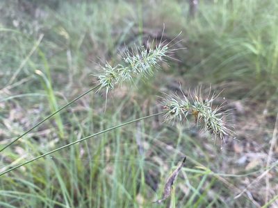 Echinopogon caespitosus, photographed by prossington