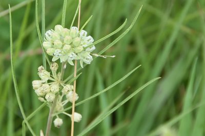 Asclepias stenophylla, photographed by Jay Pruett