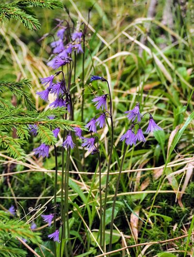 Soldanella montana, photographed by Petr Kouba