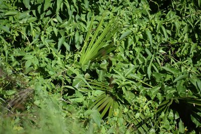Livistona australis, photographed by Thomas Mesaglio