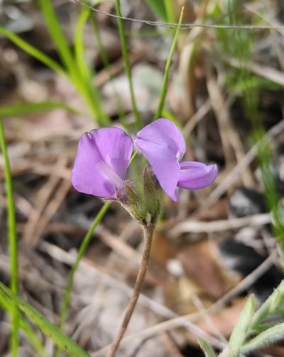 Gueldenstaedtia verna, photographed by Юлия