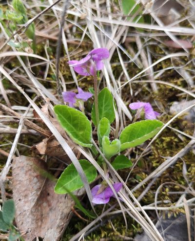 Viola gmeliniana, photographed by Юлия