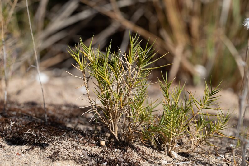 Distichlis distichophylla, photographed by Kym Nicolson