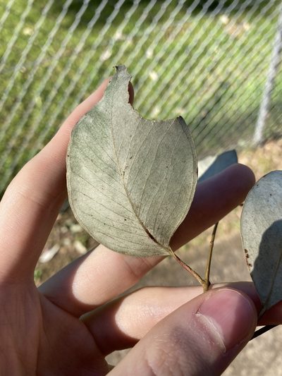 Eucalyptus albens, photographed by Thomas Mesaglio