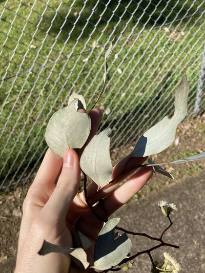 Eucalyptus albens, photographed by Thomas Mesaglio