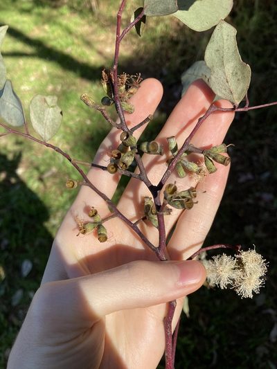 Eucalyptus albens, photographed by Thomas Mesaglio