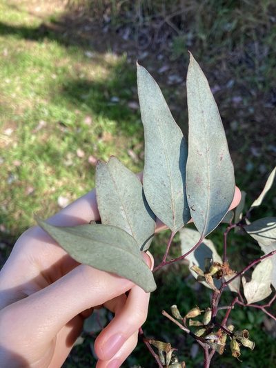 Eucalyptus albens, photographed by Thomas Mesaglio