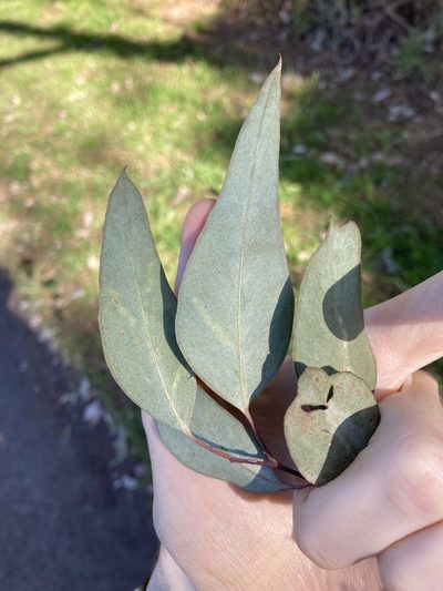 Eucalyptus albens, photographed by Thomas Mesaglio