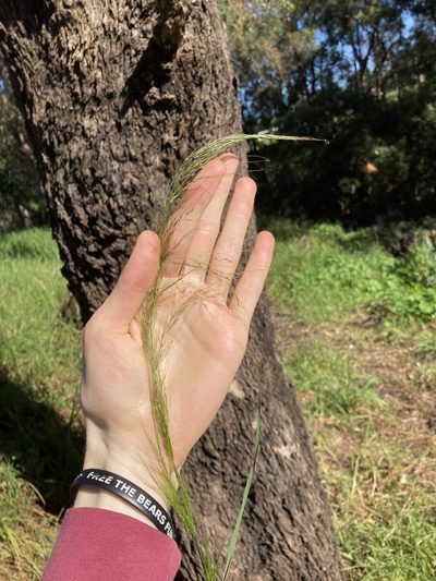 Austrostipa verticillata, photographed by Thomas Mesaglio