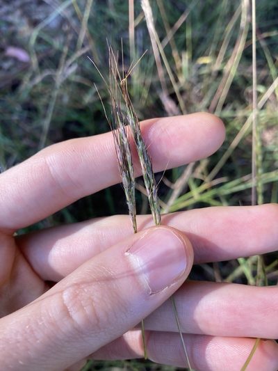 Bothriochloa macra, photographed by Thomas Mesaglio