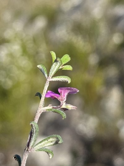 Indigofera outrampsii, photographed by Dave U