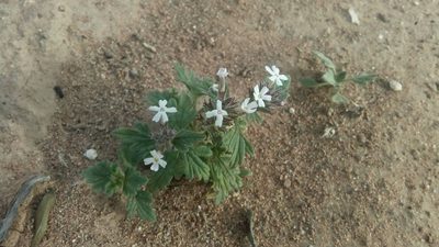 Verbena quadrangulata, photographed by Leticia Jiménez Hernández