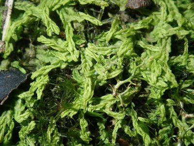 Lophocolea semiteres, photographed by Thomas Mesaglio