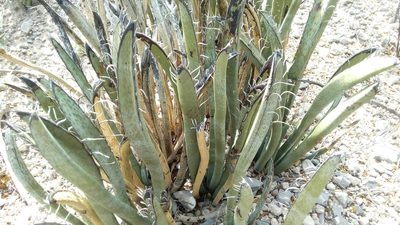 Yucca endlichiana, photographed by Leticia Jiménez Hernández