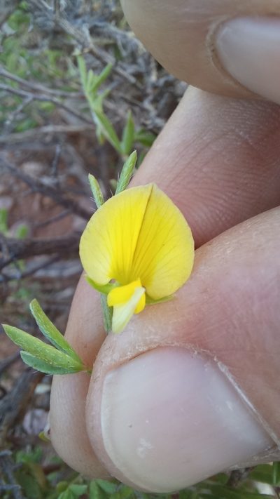 Lotononis dissitinodis, photographed by kevin koen