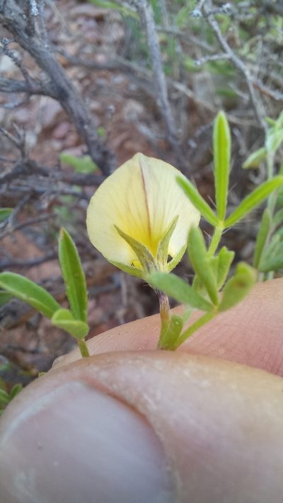 Lotononis dissitinodis, photographed by kevin koen