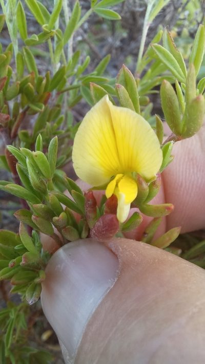 Lotononis dissitinodis, photographed by kevin koen