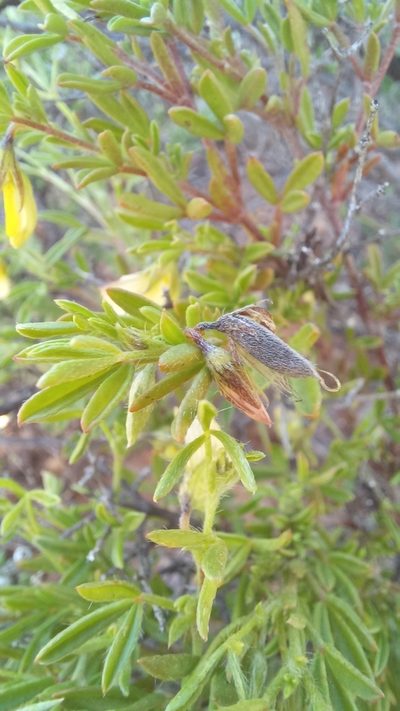 Lotononis dissitinodis, photographed by kevin koen