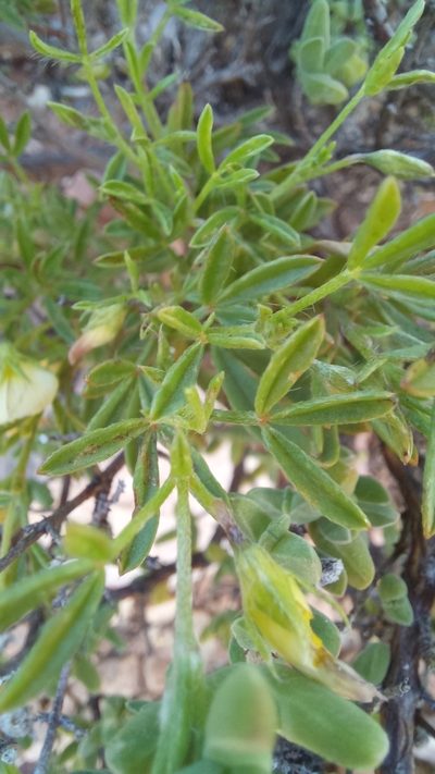 Lotononis dissitinodis, photographed by kevin koen