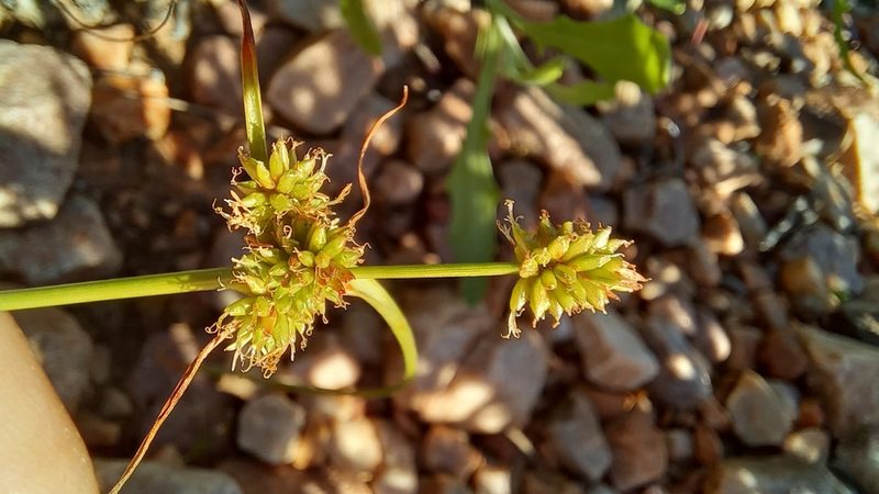 Cyperus uitenhagensis, photographed by kevin koen