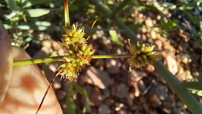 Cyperus uitenhagensis, photographed by kevin koen