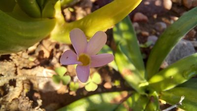 Oxalis punctata, photographed by kevin koen