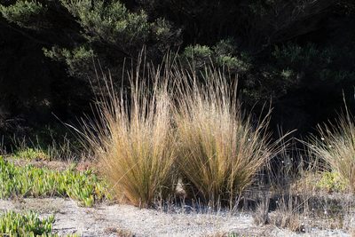 Austrostipa stipoides, photographed by Kym Nicolson