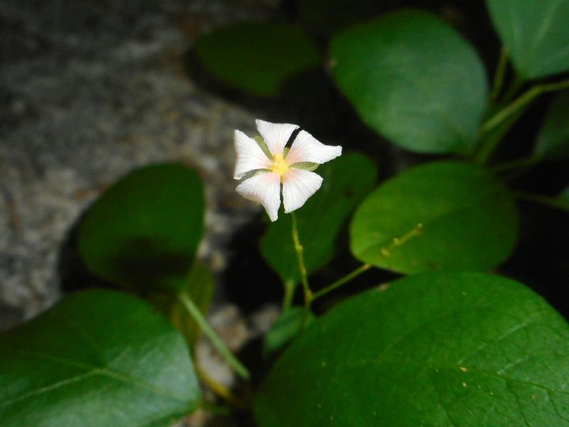 Trigonostemon fragilis, photographed by Eugene Popov